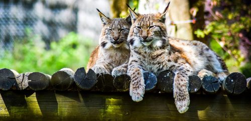 Les formations pour intégrer une équipe de zoo