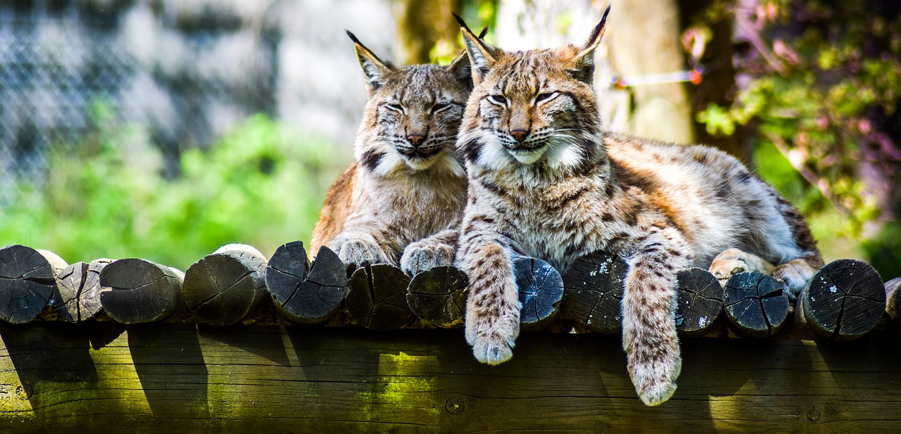 Bac Pro Cgea Sensibilisation Animalier En Parc Zoologique